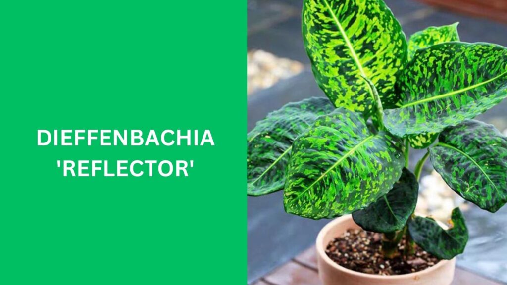 Dieffenbachia 'Reflector'