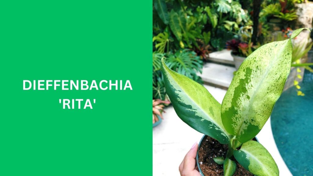 Dieffenbachia 'Rita'