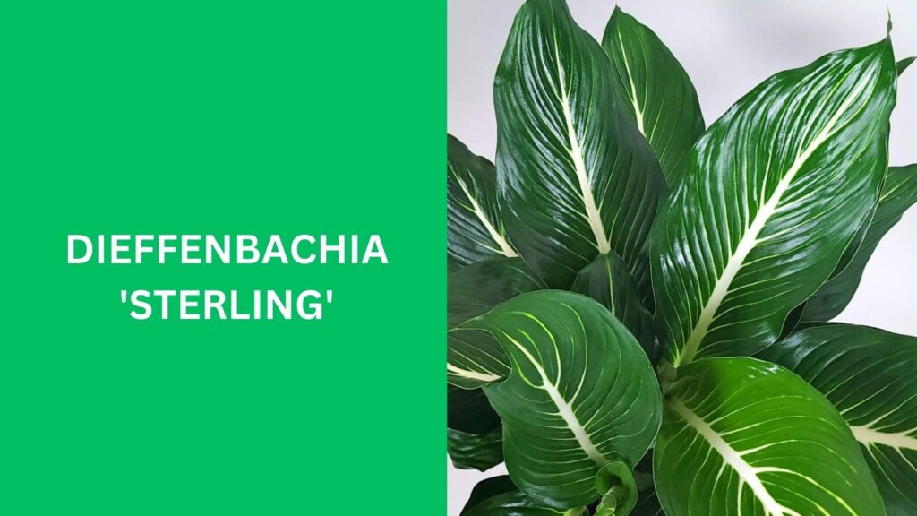 Dieffenbachia 'Sterling'