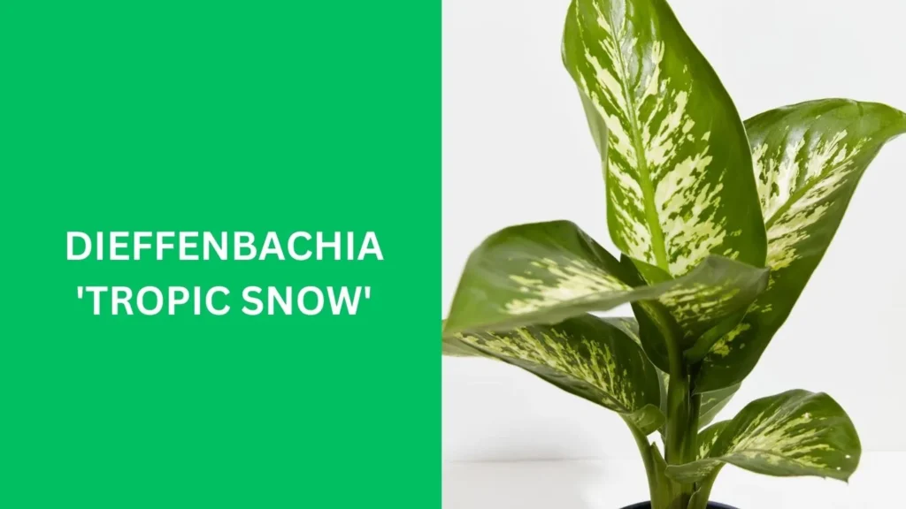 Dieffenbachia 'Tropic Snow'