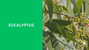 Eucalyptus