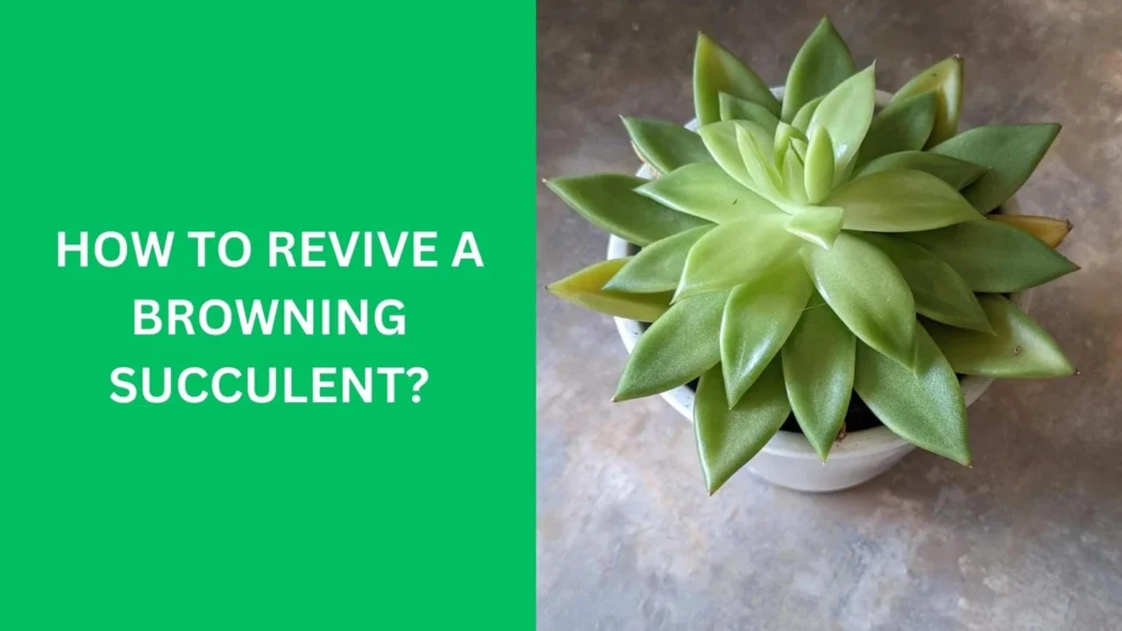 How to Revive a Browning Succulent