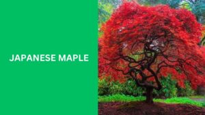 Japanese Maple