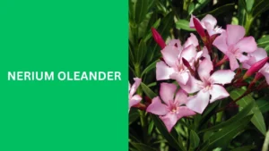 Nerium oleander