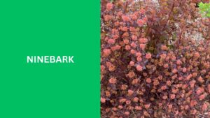 Ninebark