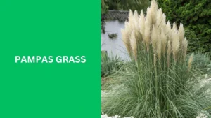 Pampas Grass