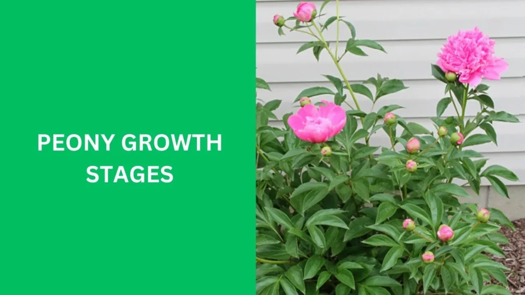 Peony Growth Stages