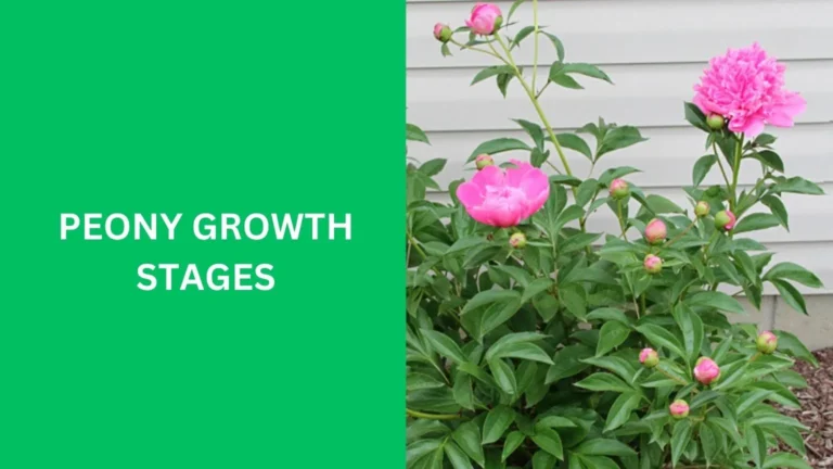 Peony Growth Stages