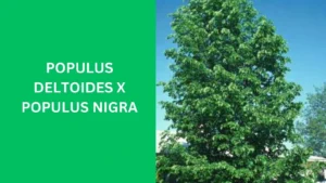 Populus deltoides x Populus nigra