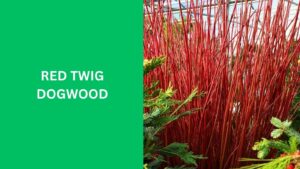 Red Twig Dogwood