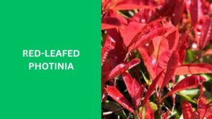 Red-leafed Photinia