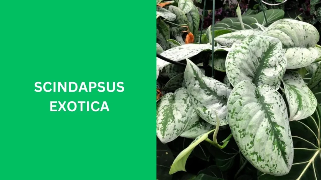 Scindapsus Exotica