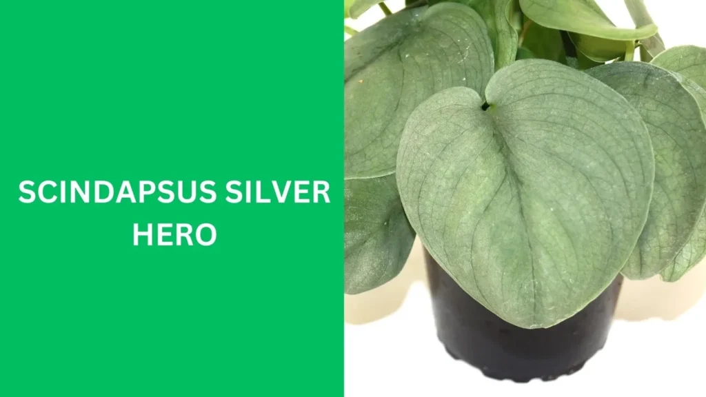 Scindapsus Silver Hero