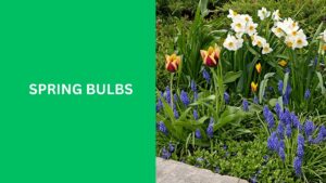 Spring Bulbs