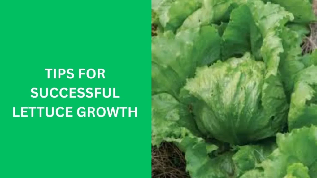 Tips for Successful Lettuce Growth