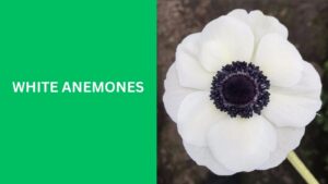 White Anemones