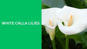 White Calla Lilies