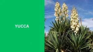 Yucca