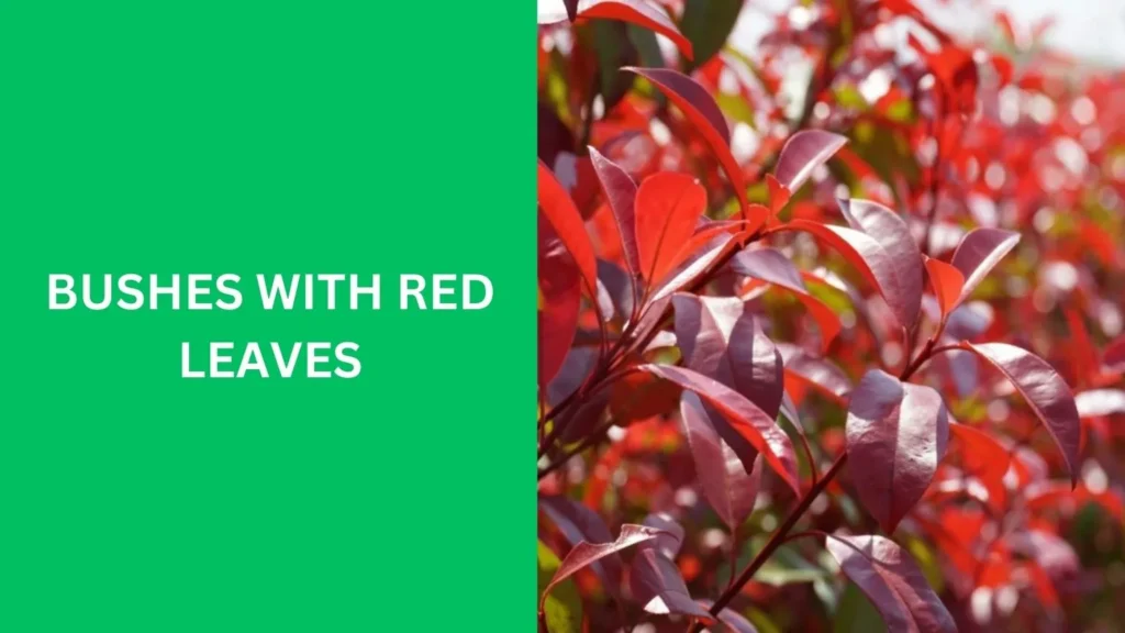 bushes with red leaves