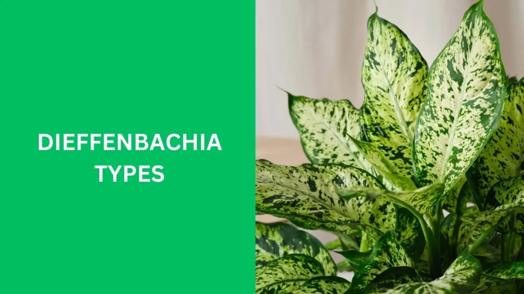 dieffenbachia types