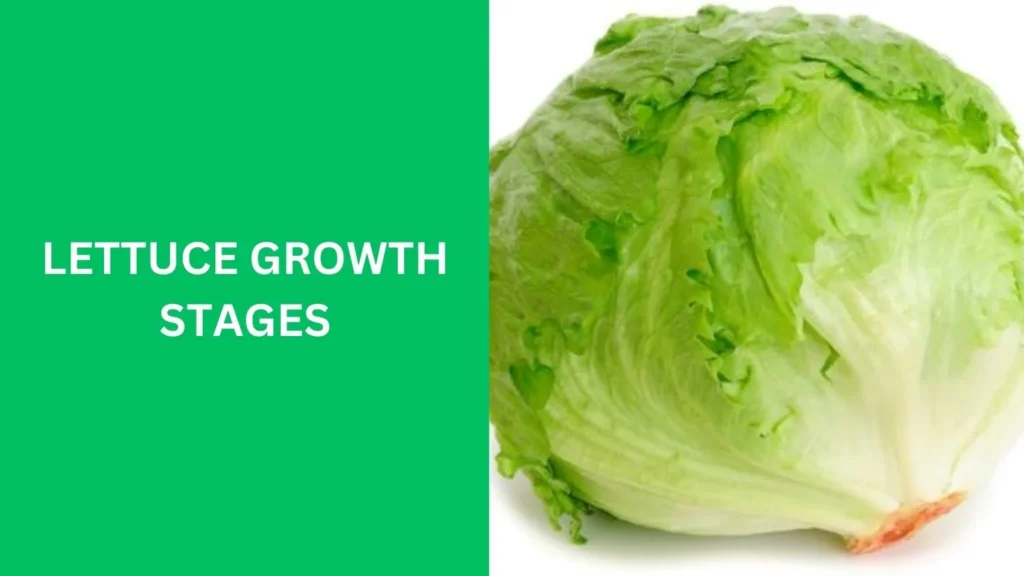 lettuce growth stages