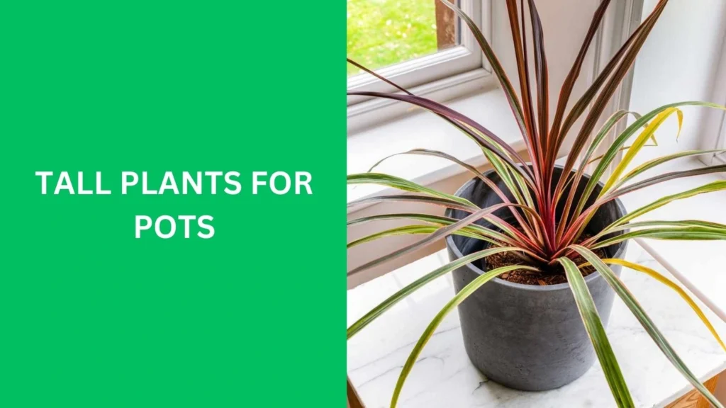 tall plants for pots