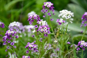 Alyssum