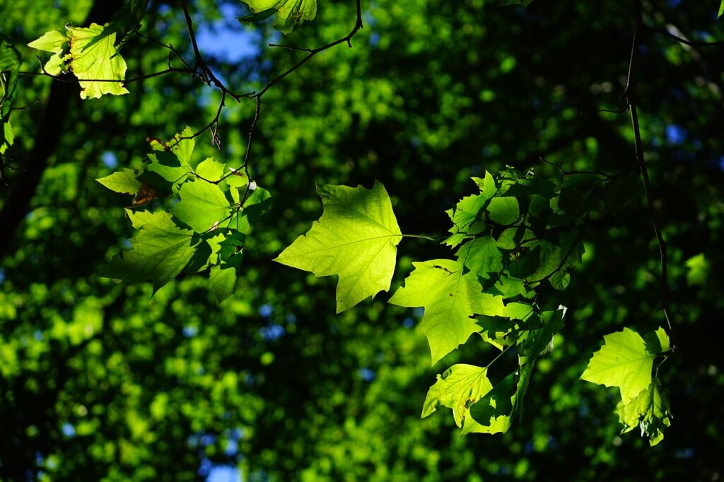 American Sycamore