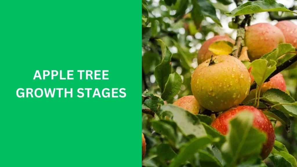 Apple Tree Growth Stages