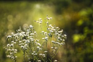 Baby’s Breath