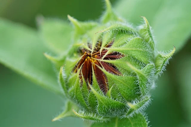 Blooming Stage