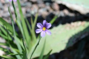 Blue-Eyed Grass