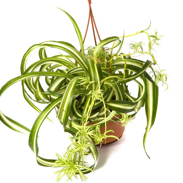 Bonnie Spider Plant