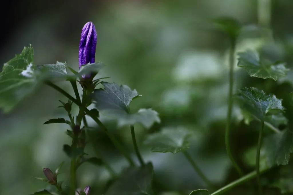 Bud Development