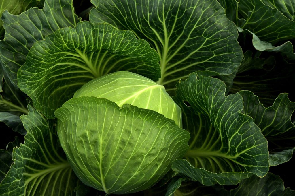 Cabbage