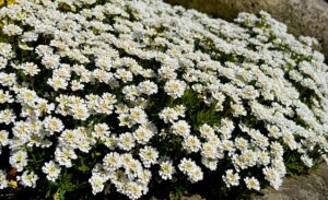 Candytuft