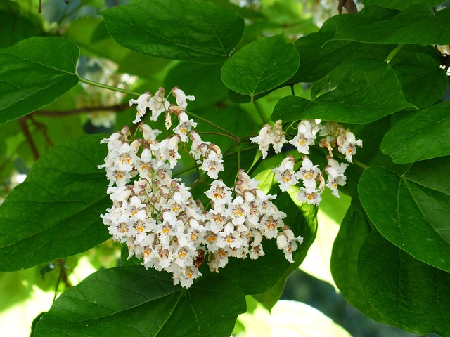 Catalpa Tree