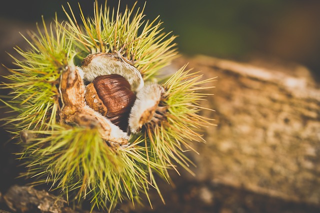 Chinese Chestnut