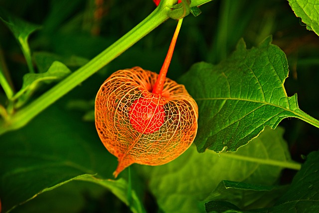 Chinese Parasol Tree