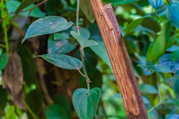 Cinnamon Tree