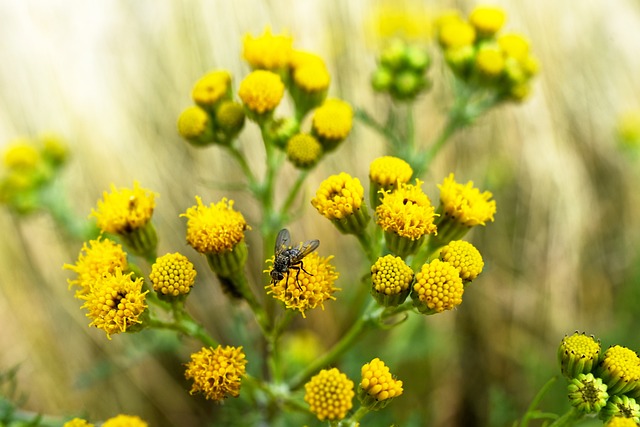 Common Groundsel