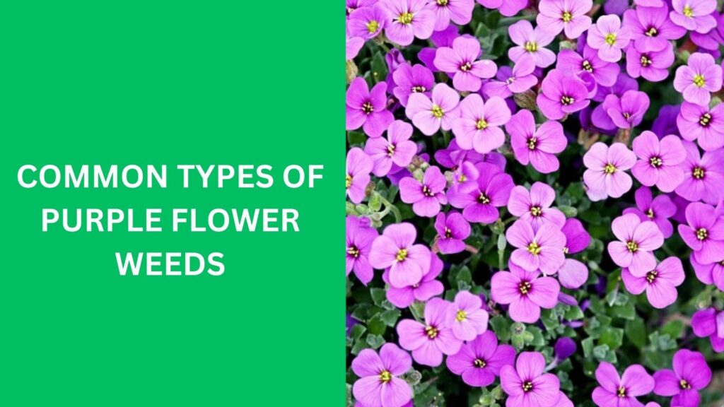 Common Types of Purple Flower Weeds