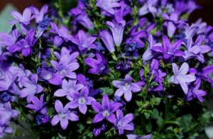 Creeping Campanula