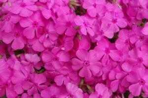 Creeping Phlox