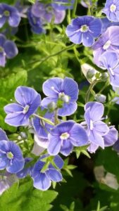 Creeping Speedwell