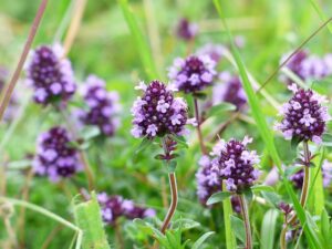 Creeping Thyme