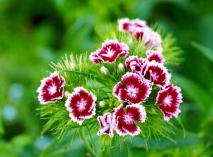 Dianthus