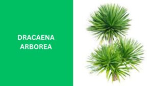 Dracaena Arborea