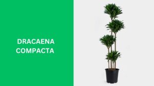 Dracaena Compacta