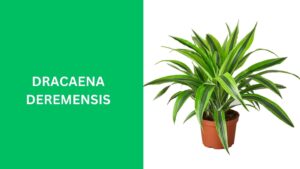 Dracaena Deremensis